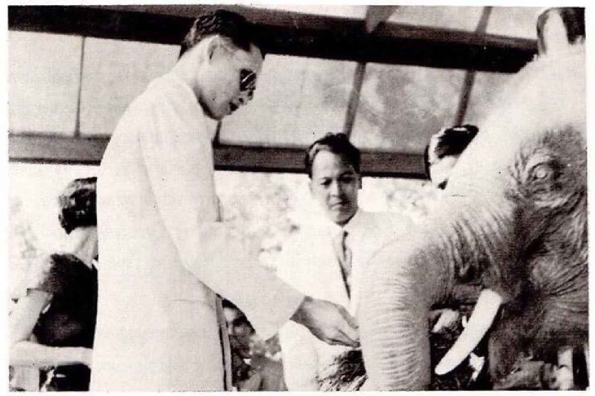 “คุณพระเศวตอดุลยเดชพาหน” ช้างเผือกในรัชกาลที่ 9 “คุณพระเศวตอดุลยเดชพาหน” ช้างเผือกในรัชกาลที่ 9