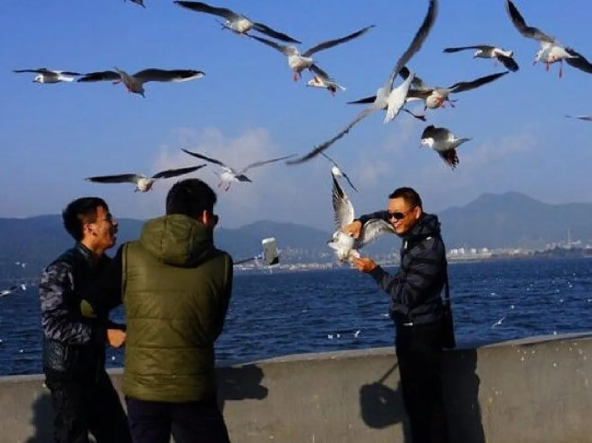 อีกแล้ว...นักท่องเที่ยวจีนจับนกนางนวลถ่ายรูปจนปีกหัก!