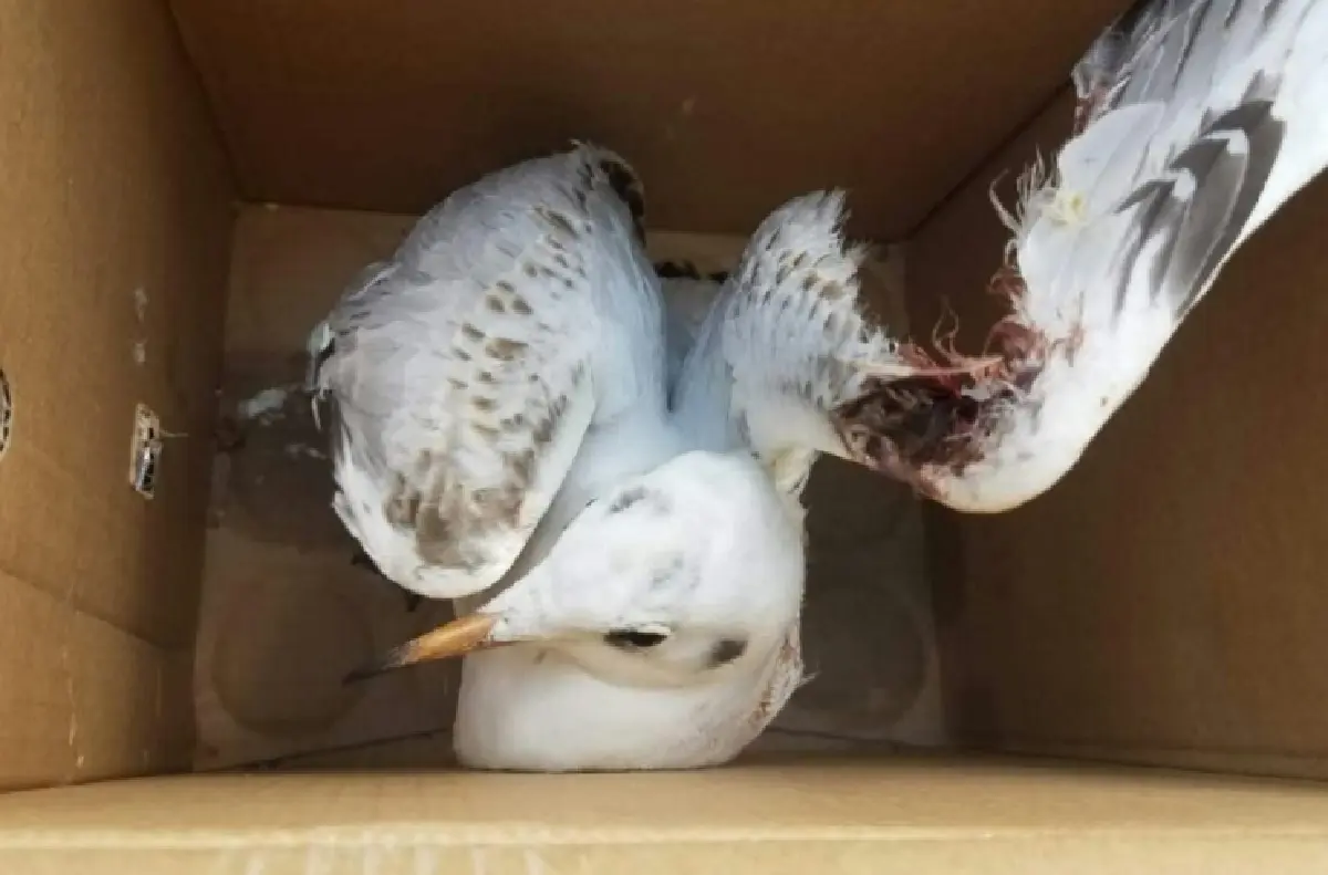 อีกแล้ว...นักท่องเที่ยวจีนจับนกนางนวลถ่ายรูปจนปีกหัก!