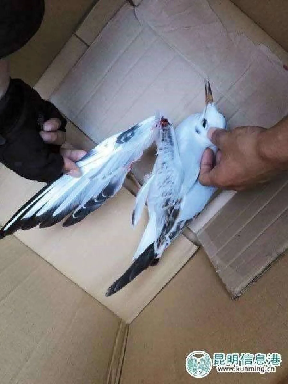 อีกแล้ว...นักท่องเที่ยวจีนจับนกนางนวลถ่ายรูปจนปีกหัก!