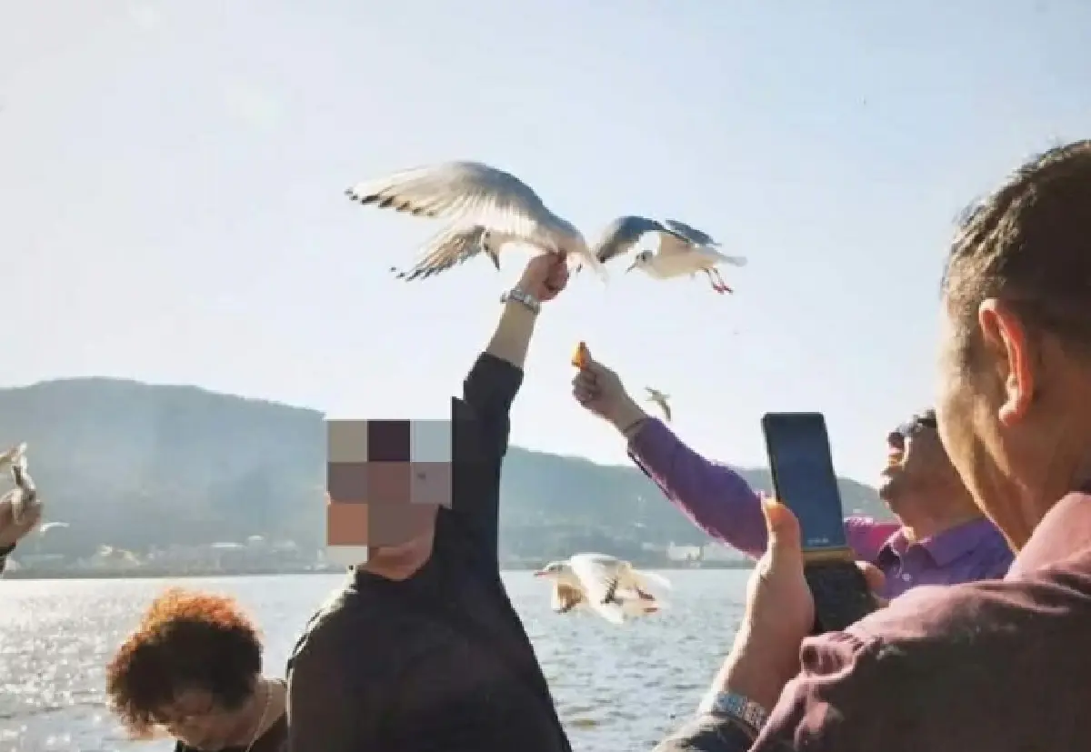 อีกแล้ว...นักท่องเที่ยวจีนจับนกนางนวลถ่ายรูปจนปีกหัก!