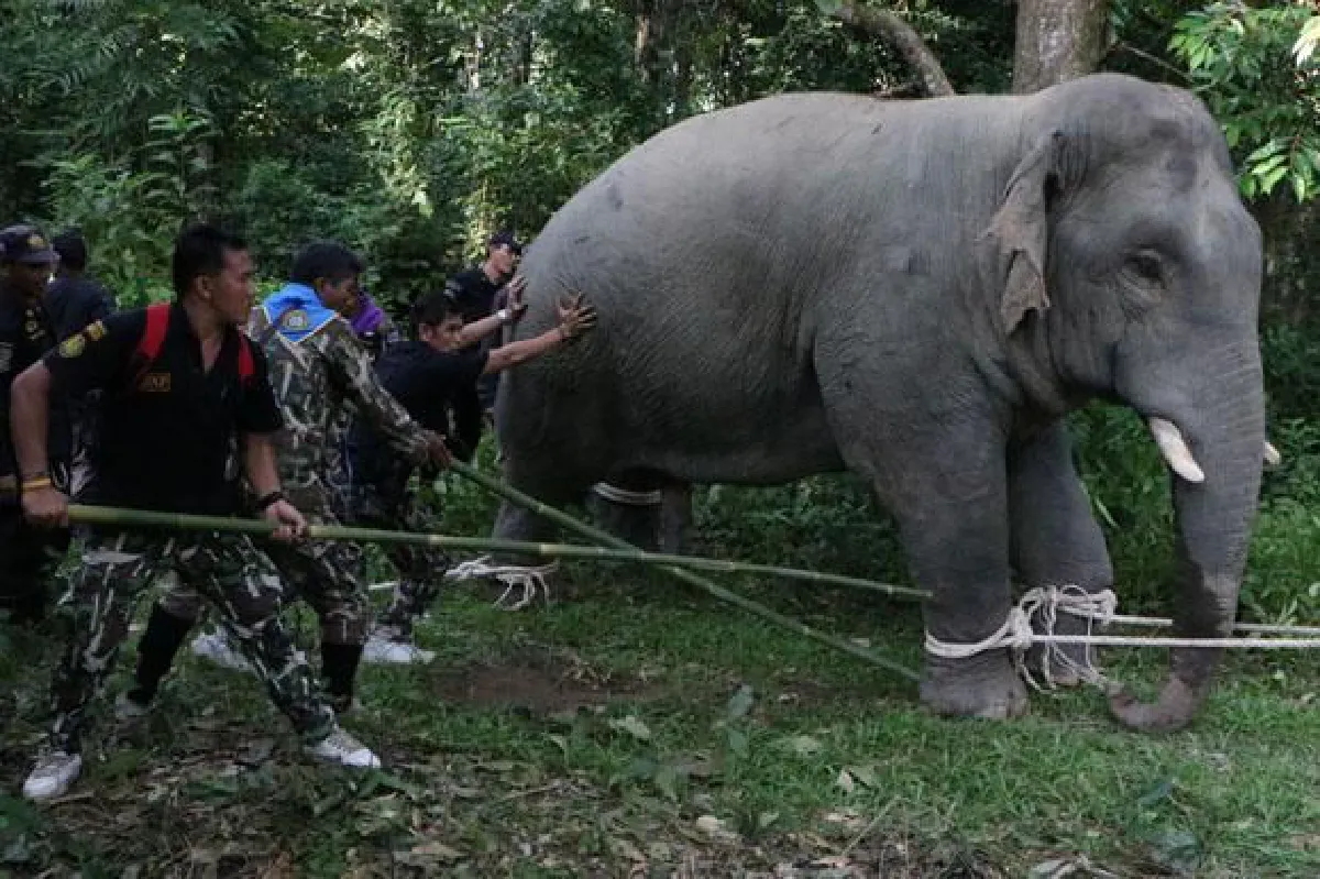 Big operation: Elephants moved off farmland to national park