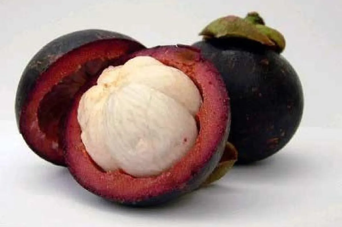 มังคุด กับแนวคิดภูมิคุ้มกันบำบัด