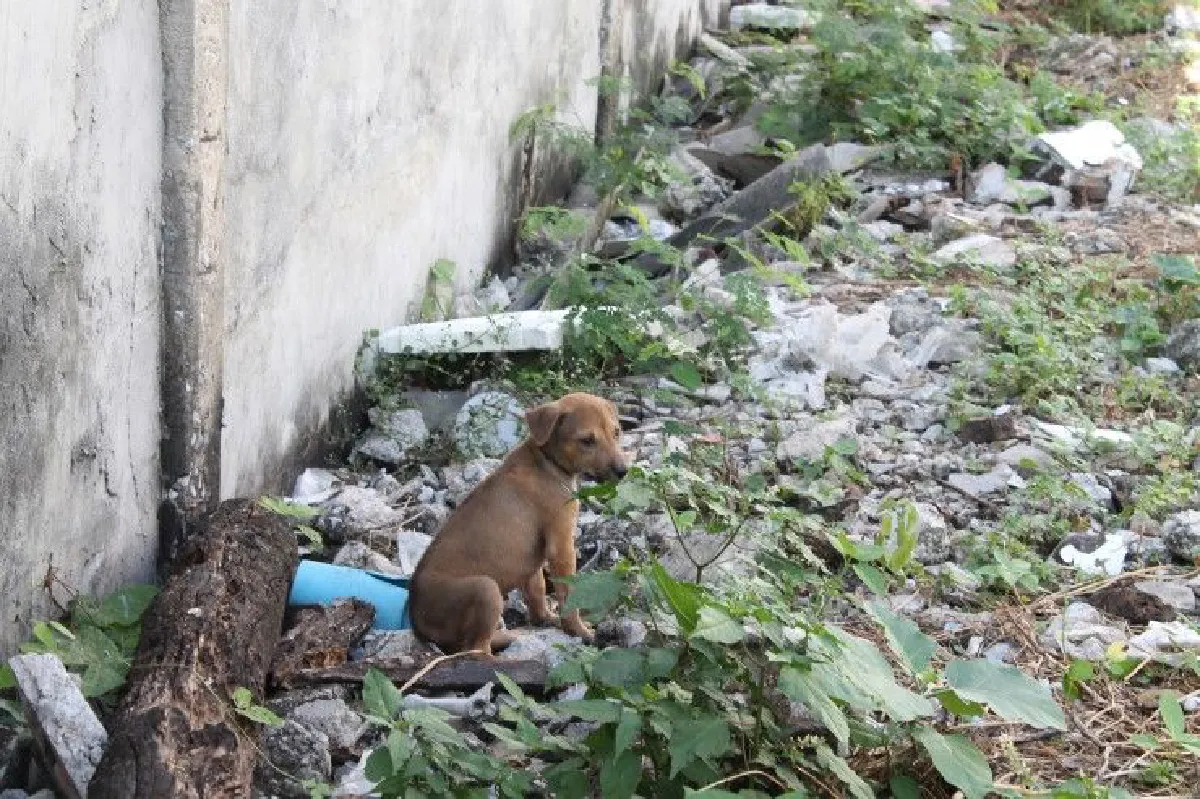 ถอดบทเรียนโศกนาฏกรรมปริศนา “หมาตายนับสิบ” ย่านเอกมัย