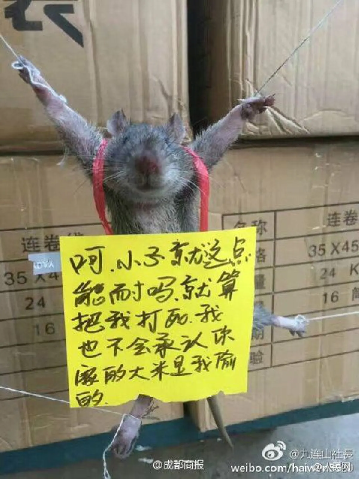 ชาวเน็ตจีนรับไม่ได้ หนูขโมยข้าวถูกประจานให้สำนึกผิด!