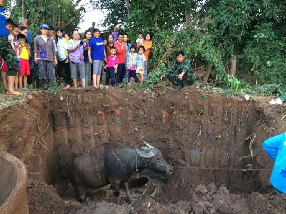 ทหารช่วยควายตั้งท้องตกในบ่อซีเมนต์