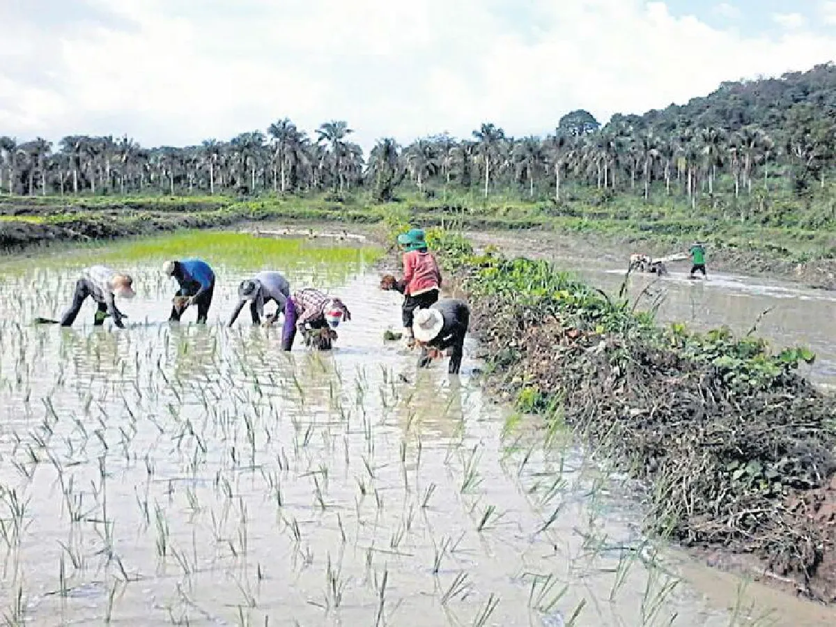 พีรโชติ จรัญวงศ์ ไร่มะพร้าวเคมีสู่วิถีเกษตรอินทรีย์