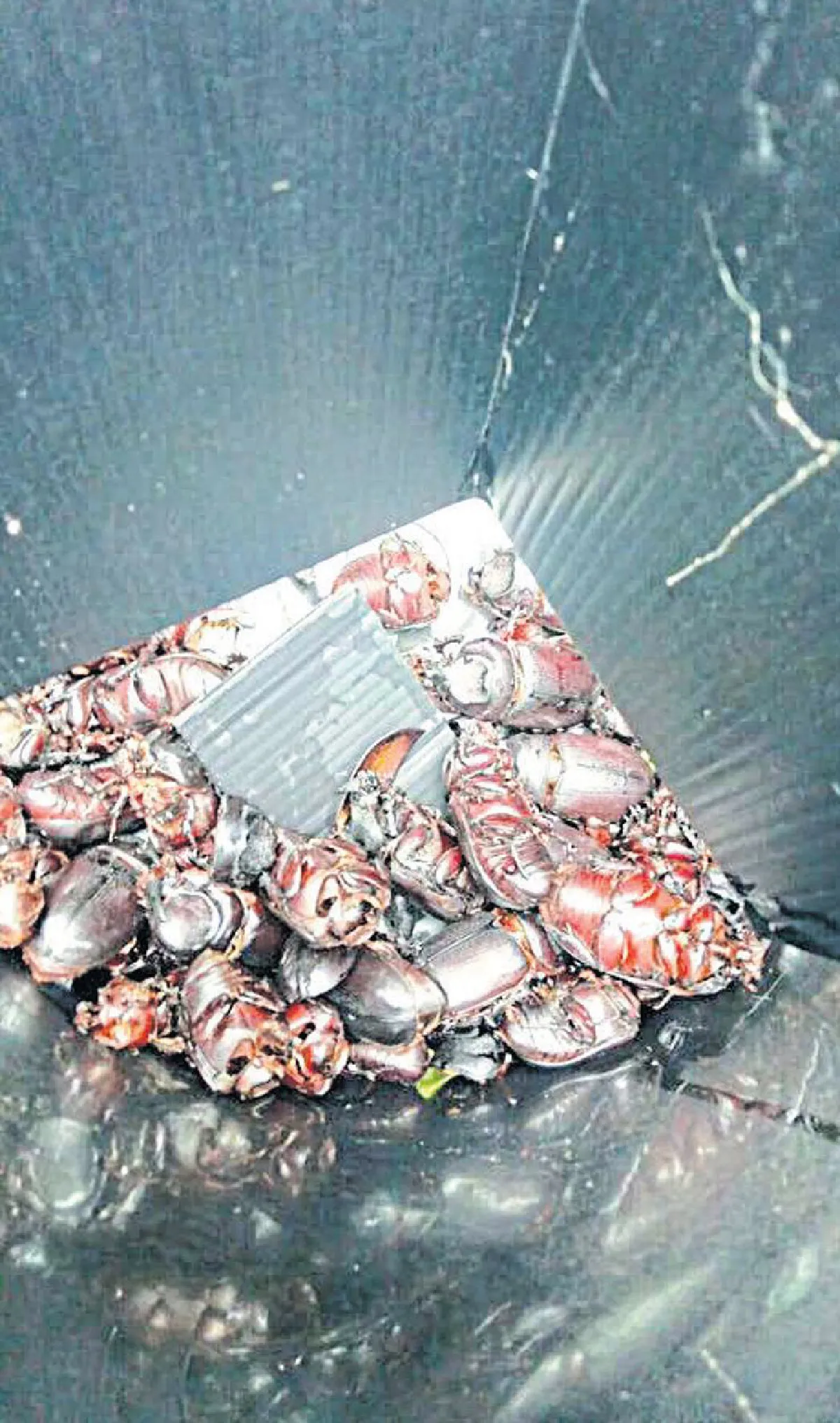 พีรโชติ จรัญวงศ์ ไร่มะพร้าวเคมีสู่วิถีเกษตรอินทรีย์