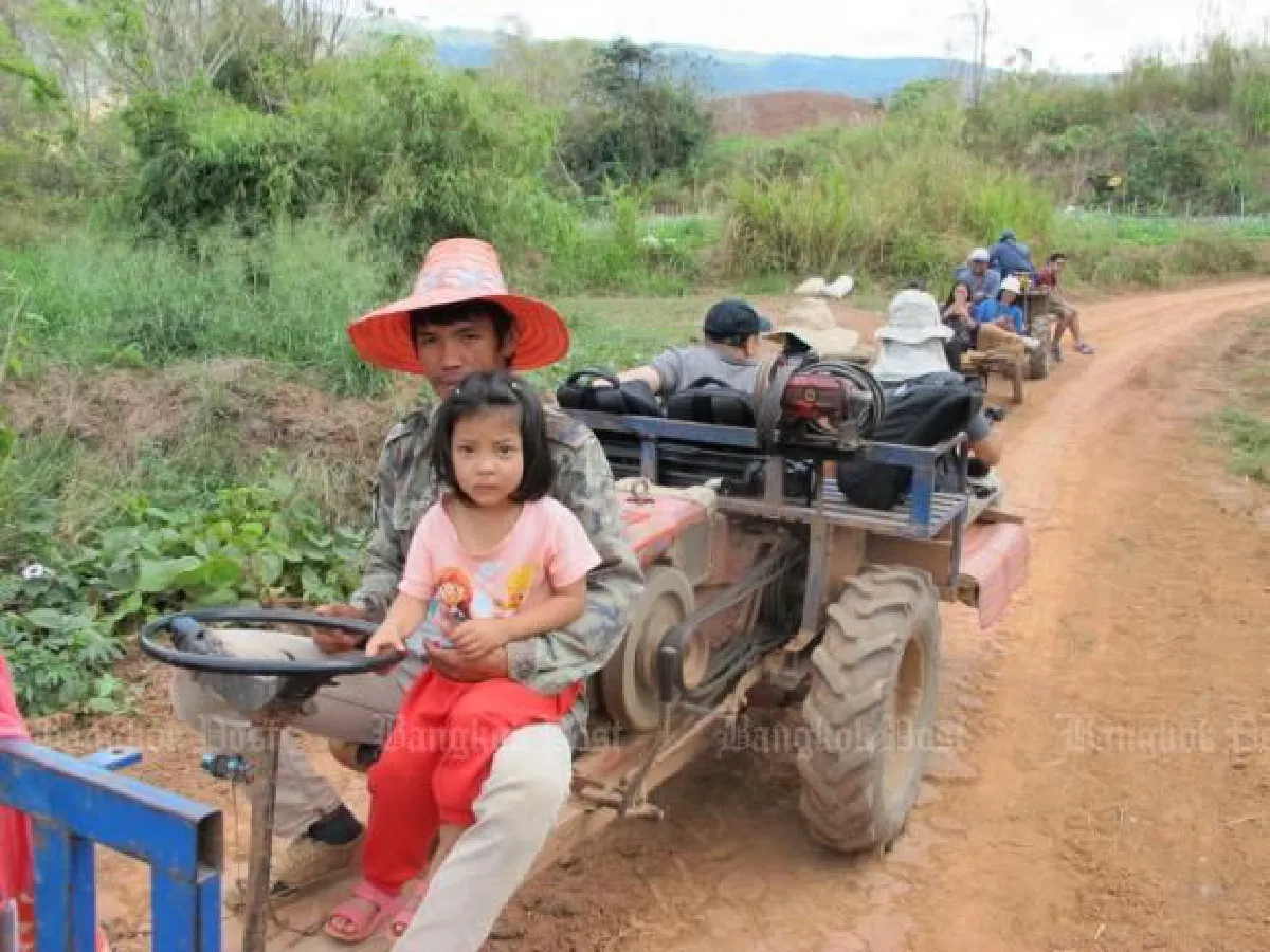 Tourists flock to Loei to see blossoming Himalayan cherry flowers