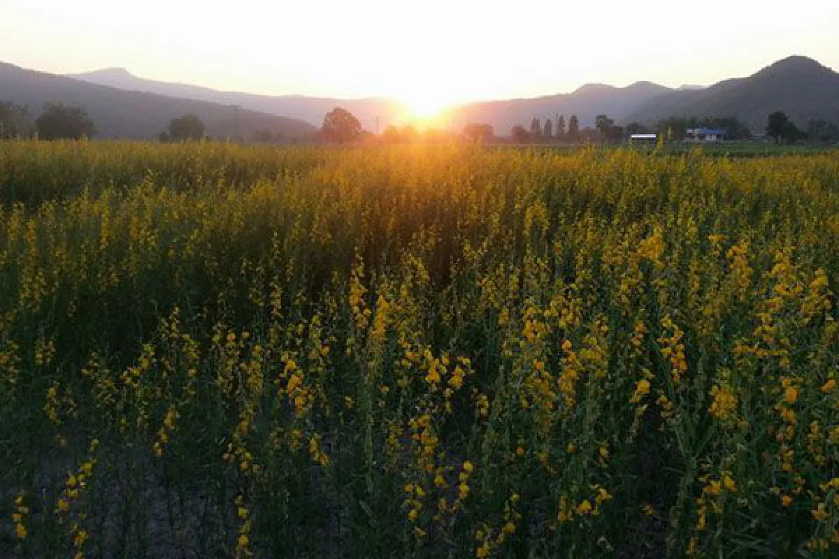 Yellow hemp field becomes Sukhothai's new attraction