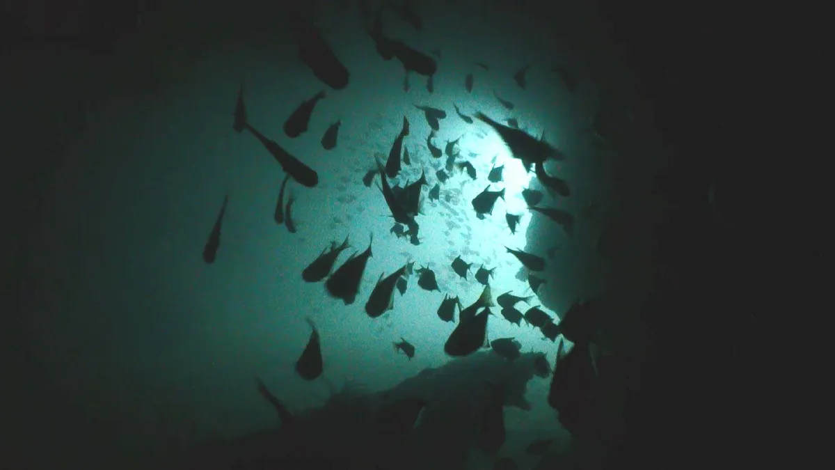 พบถ้ำใต้ทะเลอันดามันแหล่งท่องเที่ยวดำน้ำแห่งใหม่