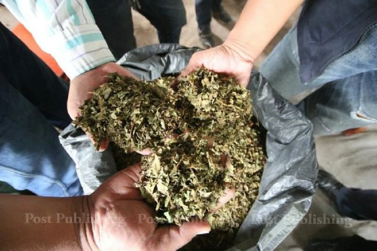 สมควรแก่เวลา? ปลดล็อก"กระท่อม-กัญชา"เพื่อประโยชน์ทางการแพทย์