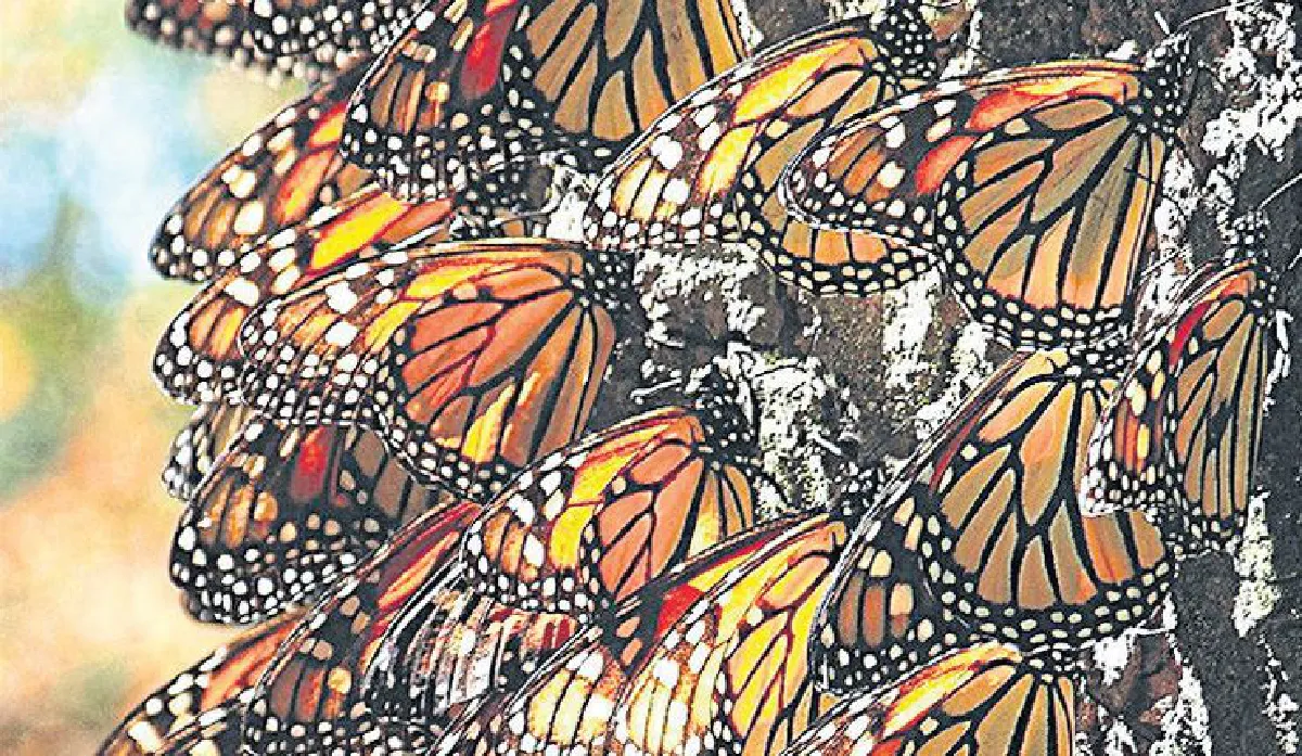 รวมกันเราแกร่ง