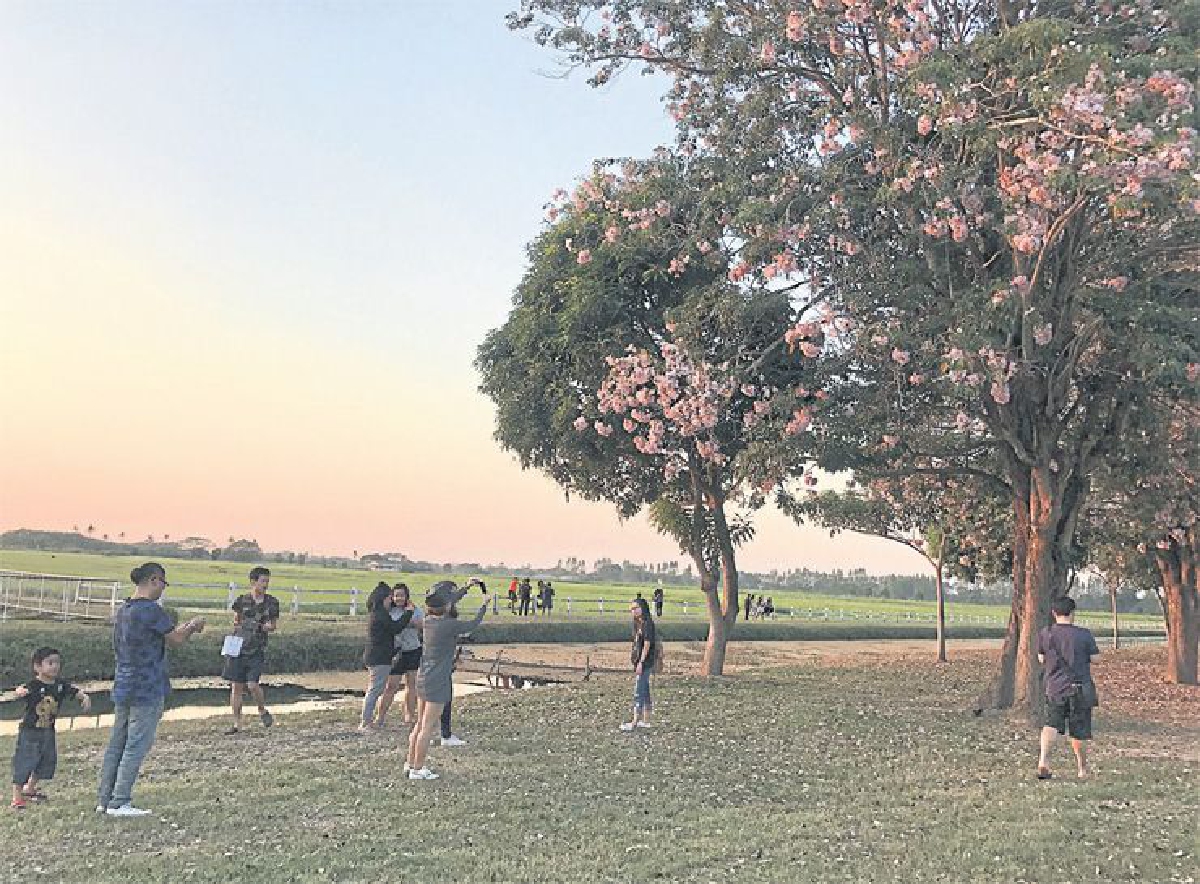 ชมพูพันธุ์ทิพย์บานสะพรั่ง ถนนดอกไม้ที่กำแพงแสน ชมพูพันธุ์ทิพย์บานสะพรั่ง ถนนดอกไม้ที่กำแพงแสน