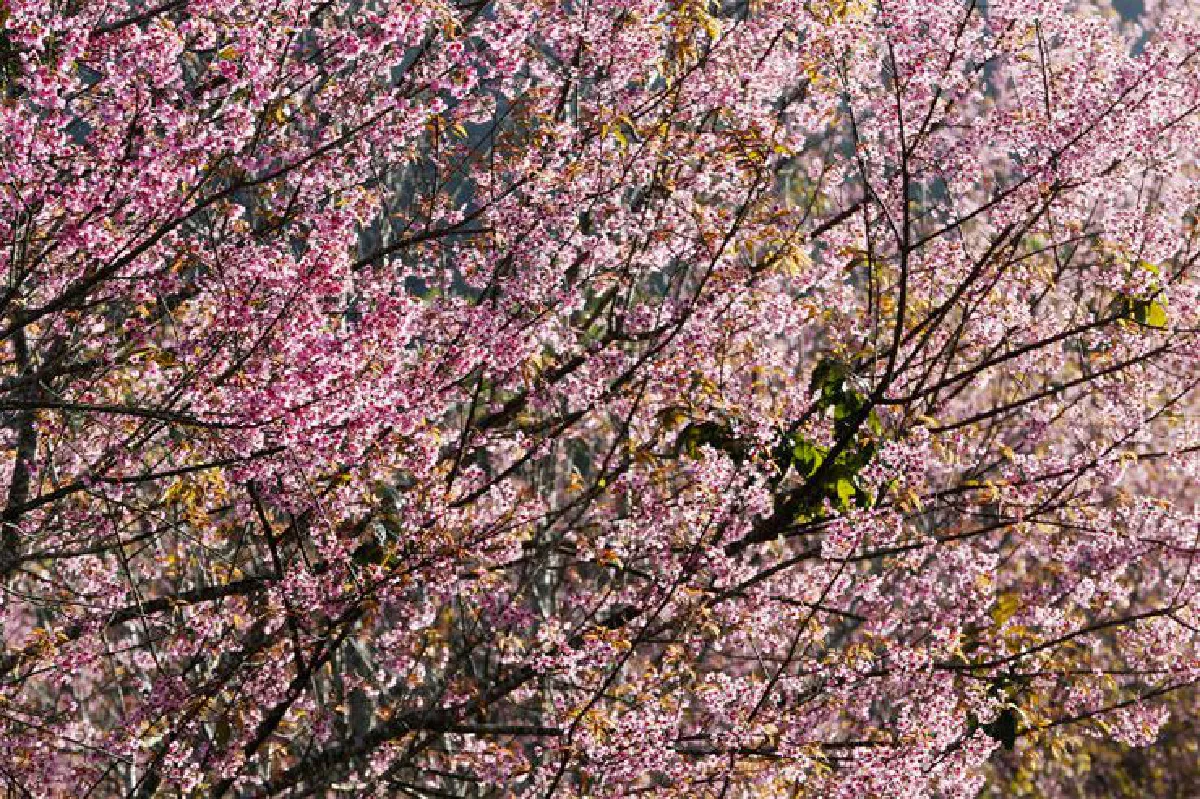 ก่อนดอกไม้จะหายไป ช่วงเวลาสุดท้ายบนภูลมโล