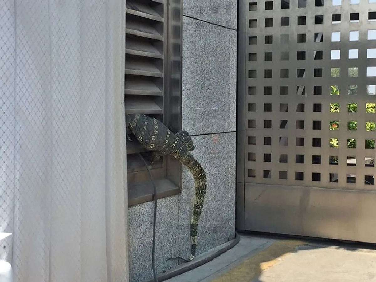 ตัวเงินตัวทองโผล่วัดพระธรรมกายหัวติดช่องระบายอากาศ