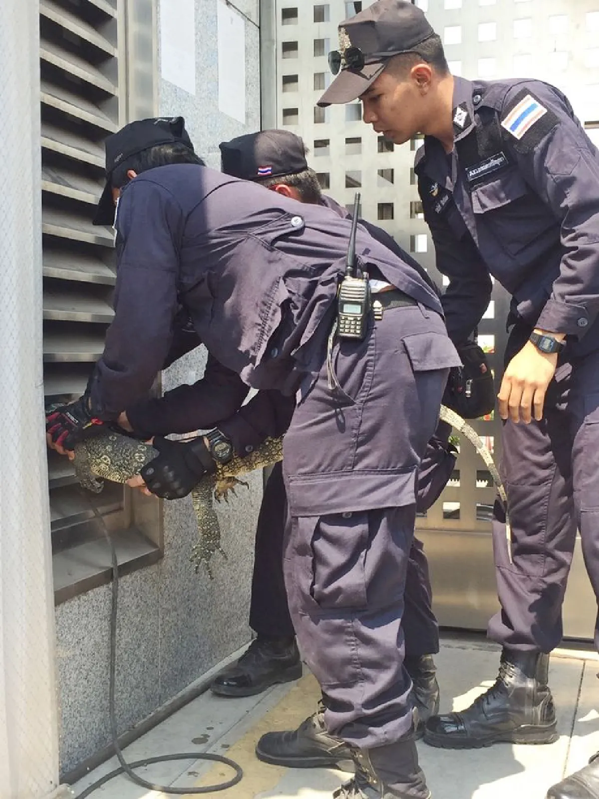 ตัวเงินตัวทองโผล่วัดพระธรรมกายหัวติดช่องระบายอากาศ