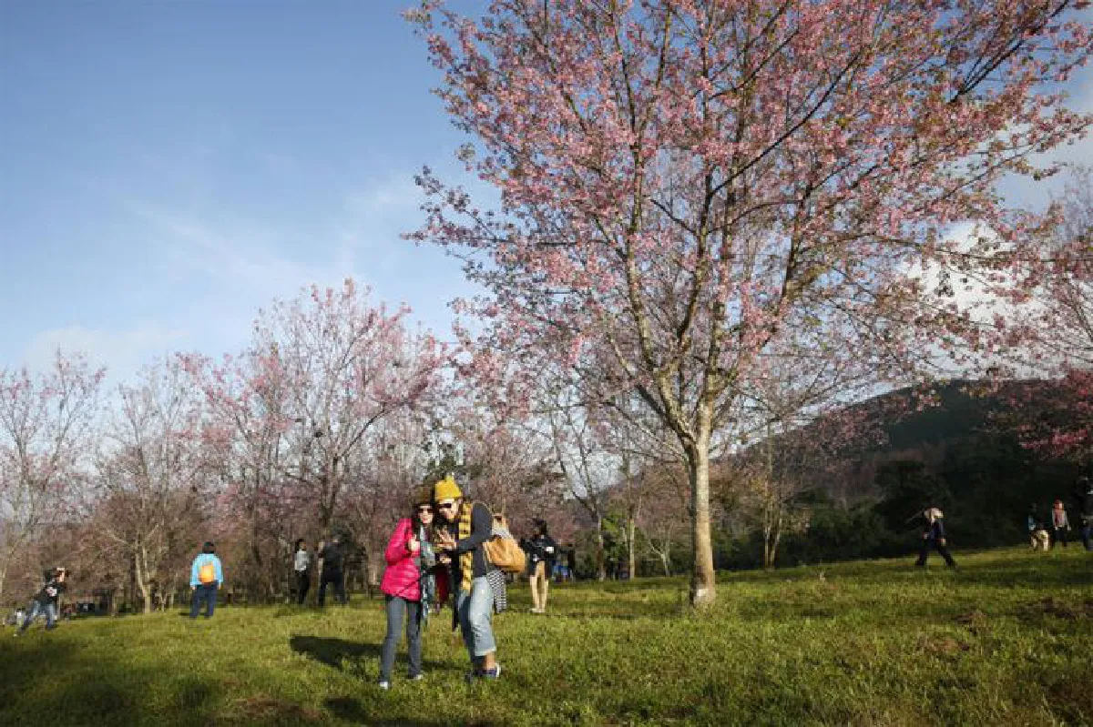 ก่อนดอกไม้จะหายไป ช่วงเวลาสุดท้ายบนภูลมโล