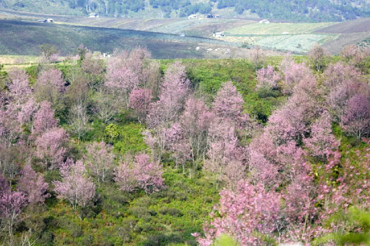 ก่อนดอกไม้จะหายไป ช่วงเวลาสุดท้ายบนภูลมโล