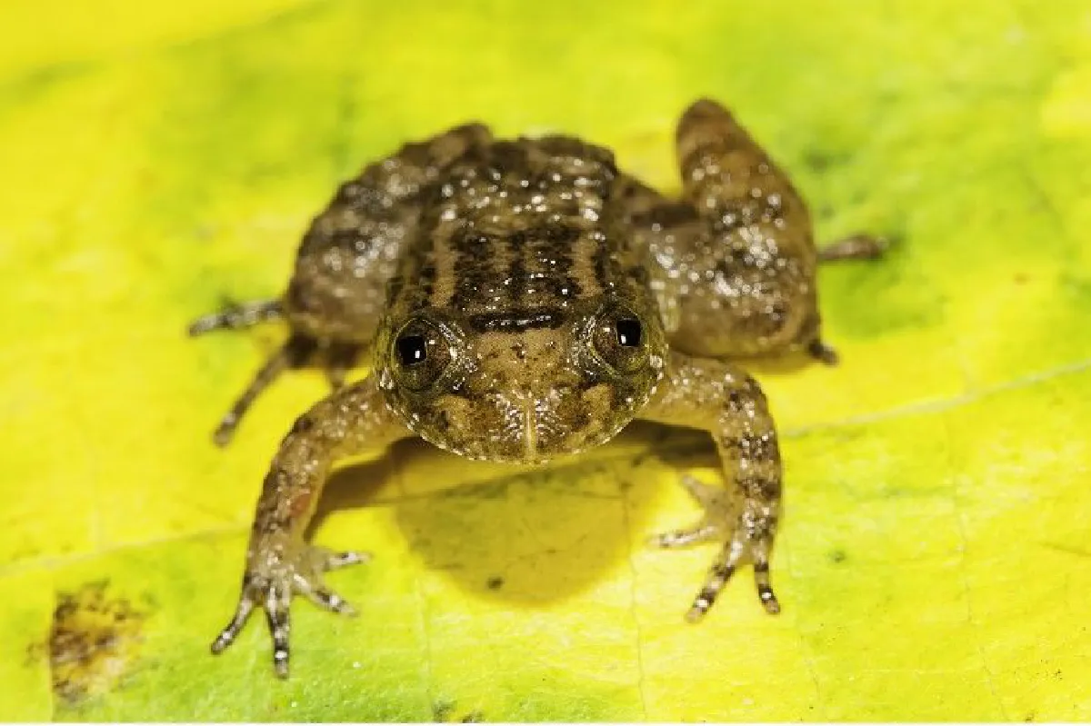อินเดียพบกบจิ๋วสายพันธุ์ใหม่ ตัวเล็กกว่าปลายนิ้ว