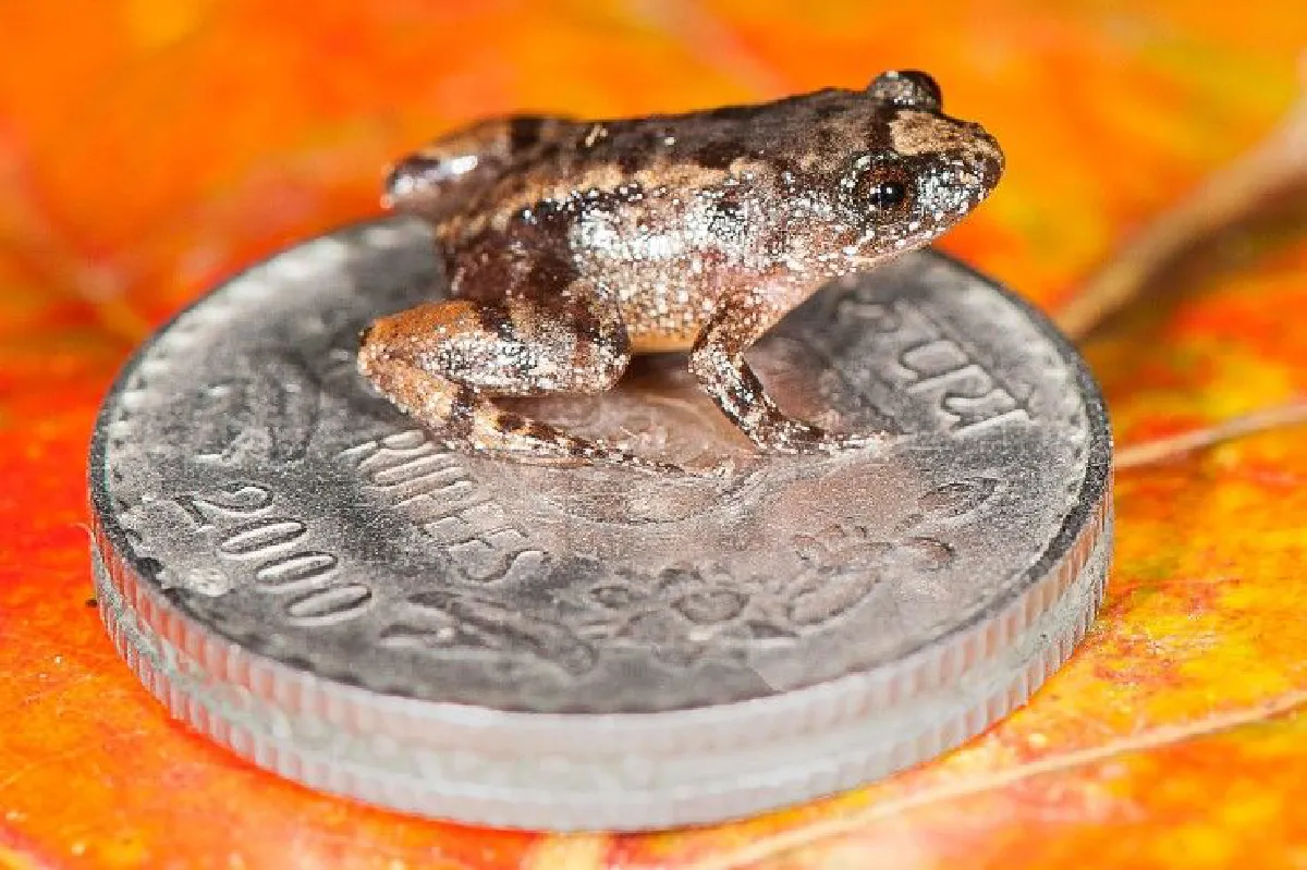 อินเดียพบกบจิ๋วสายพันธุ์ใหม่ ตัวเล็กกว่าปลายนิ้ว