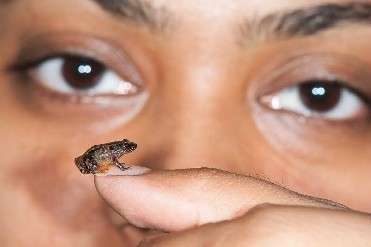 อินเดียพบกบจิ๋วสายพันธุ์ใหม่ ตัวเล็กกว่าปลายนิ้ว