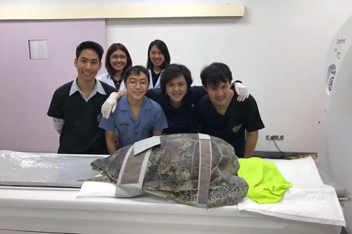 Coin-eating turtle to get surgery