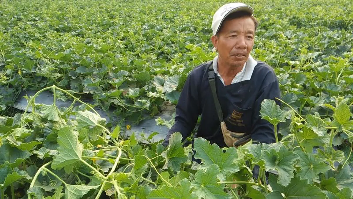 ชาวเกษตรกรปลูกแคนตาลูปโกยเงินหน้าร้อน