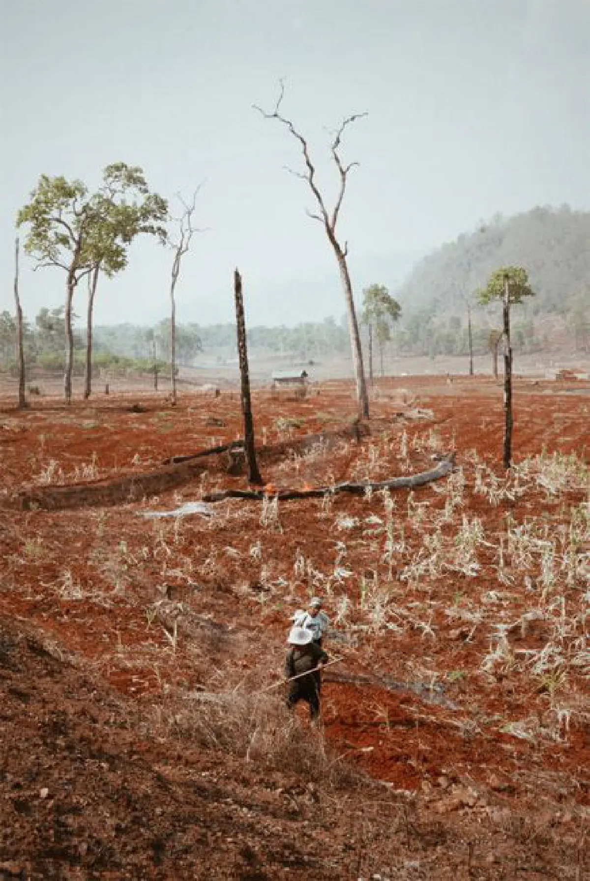 ปลูกป่าในใจคน เมล็ดความหวัง ณ เมืองน่าน