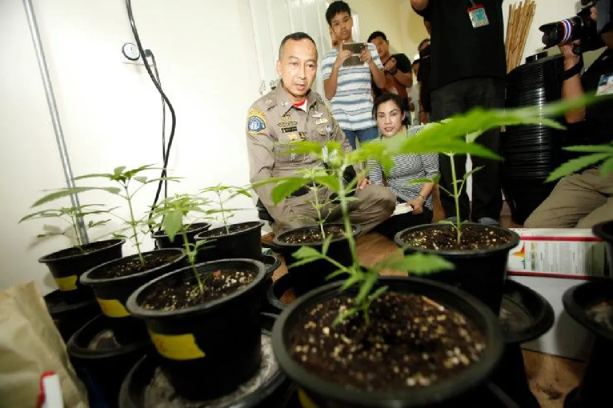 รวบ "บิ๊กพี" นักร้องวงไทยคูนซุกซ่อน-ปลูกกัญชาในบ้าน