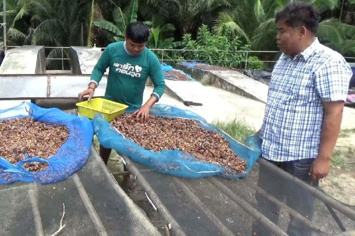 เกษตรกรตรังผลิตขี้กาแฟชะมดขายสร้างรายได้นับสิบล้านบาท