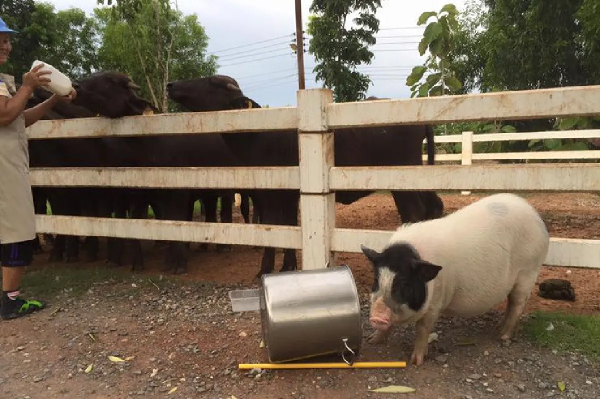 เที่ยวยุคใหม่ ในวิถีดั้งเดิม
