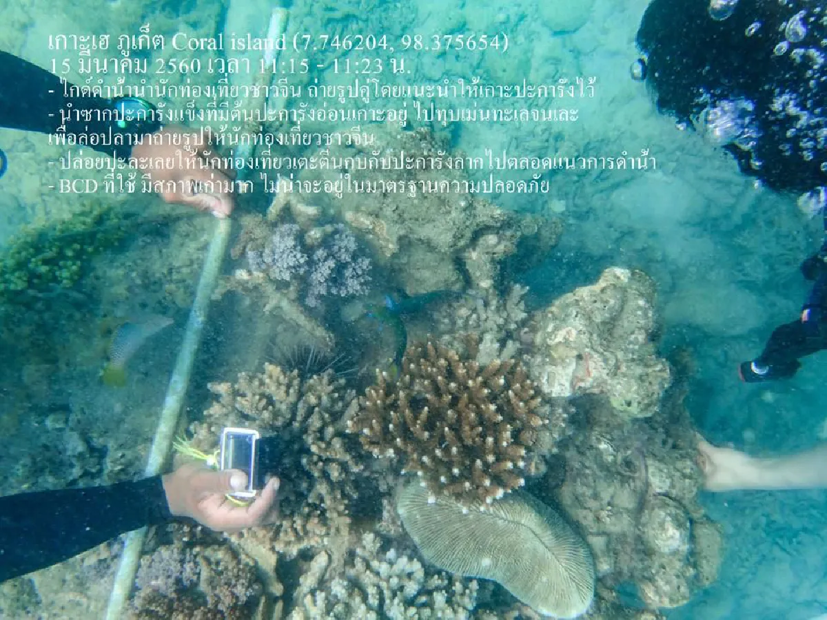 สุดเถื่อน!ไกด์พาทัวร์จีนดำน้ำภูเก็ตทุบหอยเม่นล่อปลา-เหยียบปะการัง