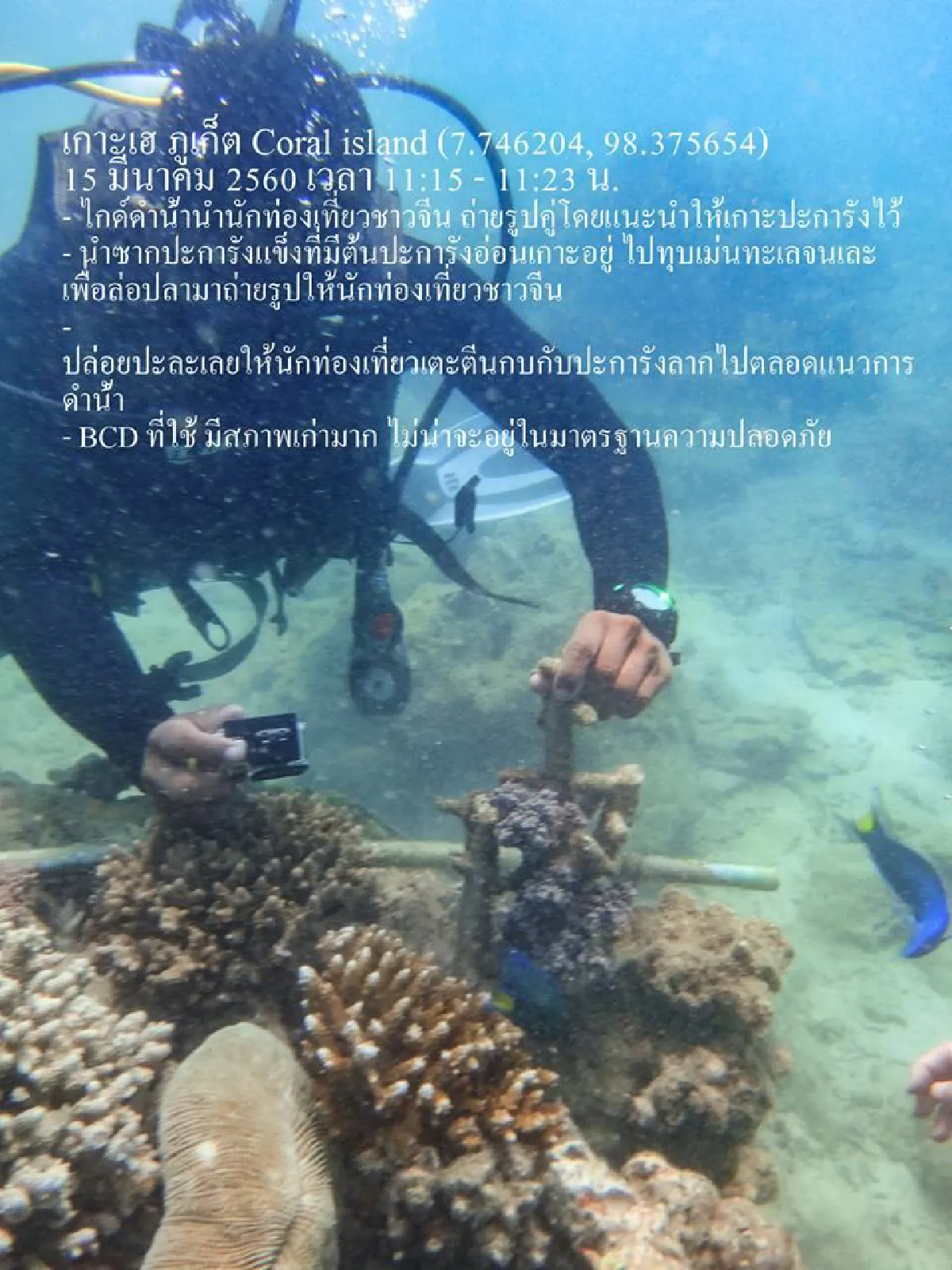 สุดเถื่อน!ไกด์พาทัวร์จีนดำน้ำภูเก็ตทุบหอยเม่นล่อปลา-เหยียบปะการัง