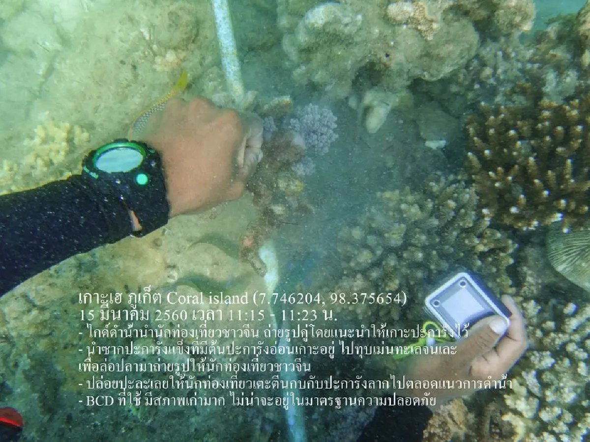 สุดเถื่อน!ไกด์พาทัวร์จีนดำน้ำภูเก็ตทุบหอยเม่นล่อปลา-เหยียบปะการัง