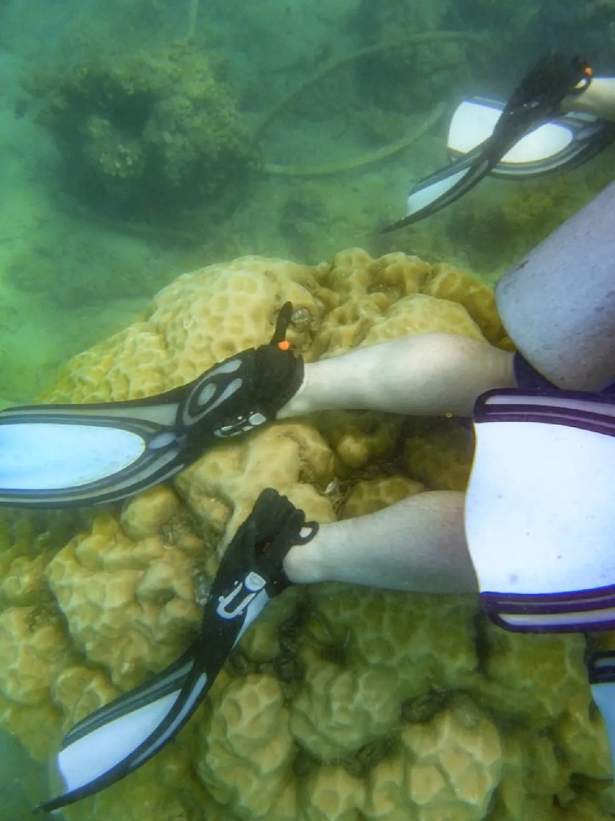 สุดเถื่อน!ไกด์พาทัวร์จีนดำน้ำภูเก็ตทุบหอยเม่นล่อปลา-เหยียบปะการัง