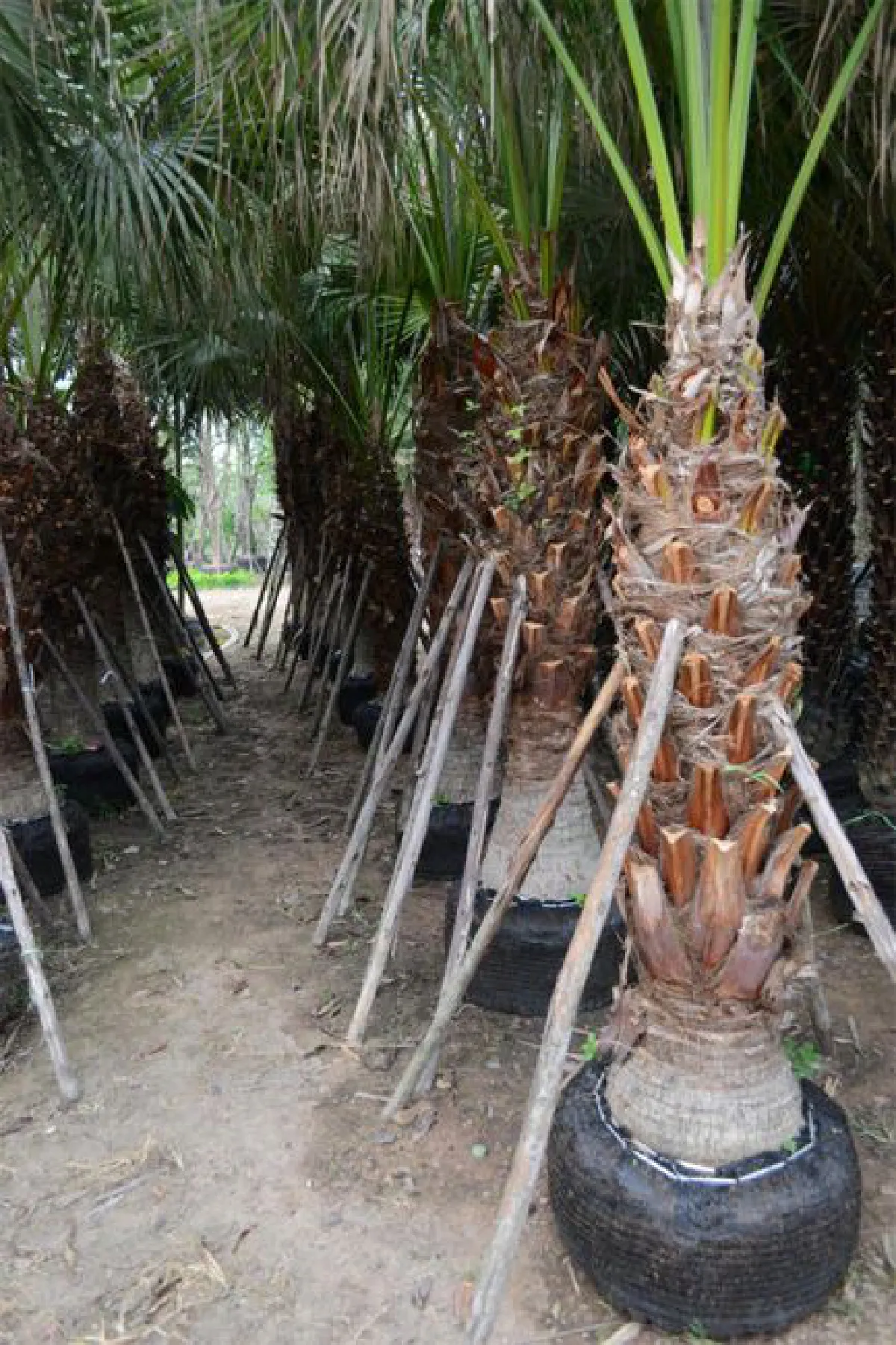 บ้านดงบัง จากแหล่งเพาะต้นไม้สู่การเรียนรู้พืชพันธุ์สมุนไพร