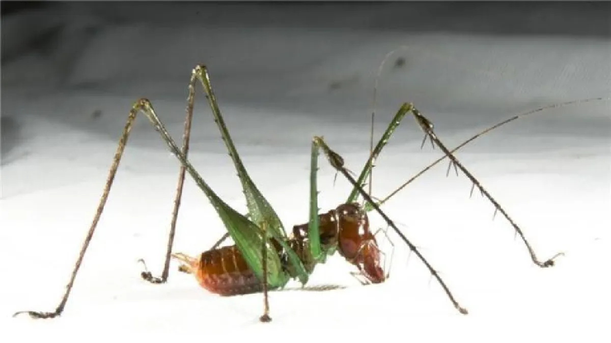 เสียงที่เราไม่เคยได้ยิน