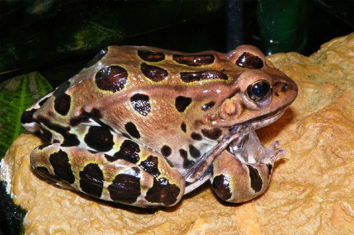 เสียงที่เราไม่เคยได้ยิน