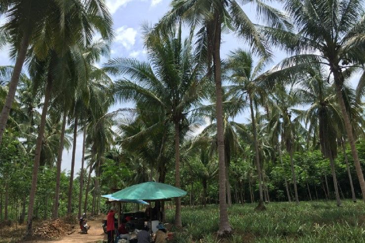 ครม.อนุมัติงบ 287 ล้านกำจัดหนอนหัวดำศัตรูมะพร้าว ครม.อนุมัติงบ 287 ล้านกำจัดหนอนหัวดำศัตรูมะพร้าว