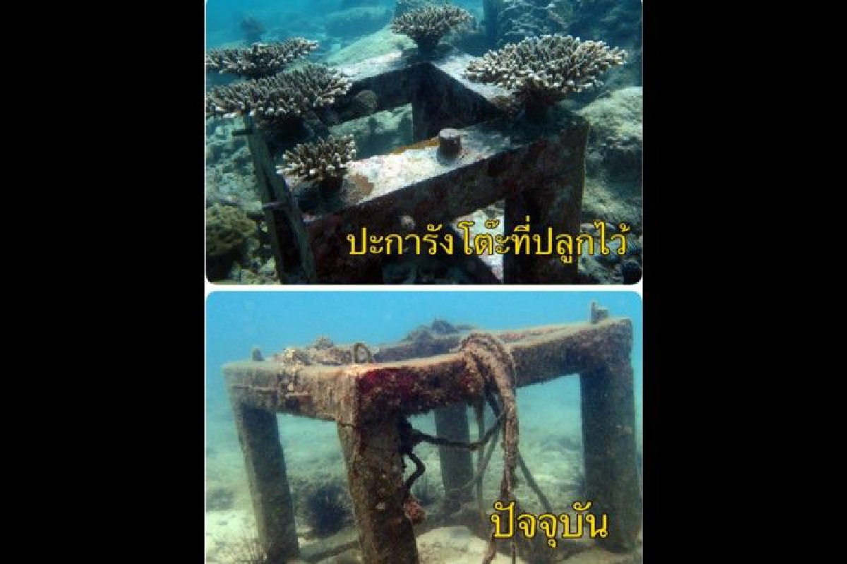 สุดเศร้า!อ.จุฬาฯเผยปะการังที่เพาะไว้ใต้ทะเลเกาะจานถูกขโมย สุดเศร้า!อ.จุฬาฯเผยปะการังที่เพาะไว้ใต้ทะเลเกาะจานถูกขโมย