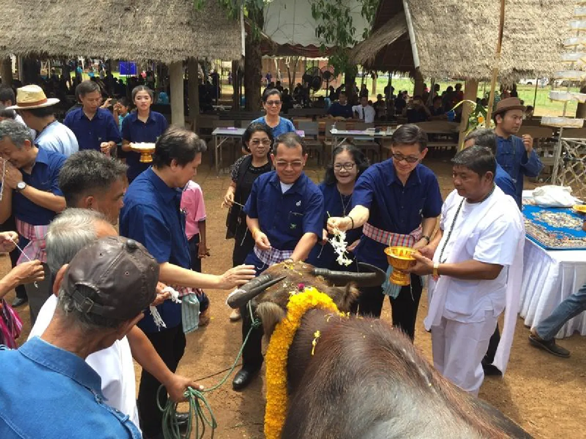 สระแก้วฟื้นประเพณีสู่ขวัญควายรำลึกคุณช่วยชาวนาปลูกข้าว