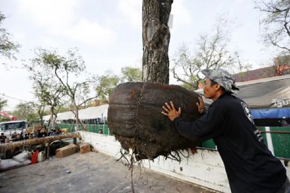 จนท.ย้ายต้นมะขามสนามหลวงเตรียมพื้นที่สร้างพระเมรุ