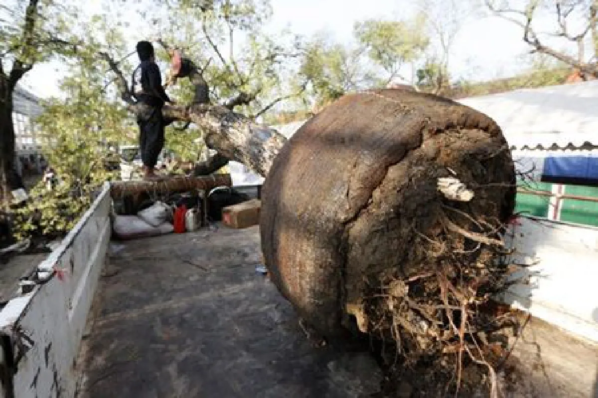 จนท.ย้ายต้นมะขามสนามหลวงเตรียมพื้นที่สร้างพระเมรุ