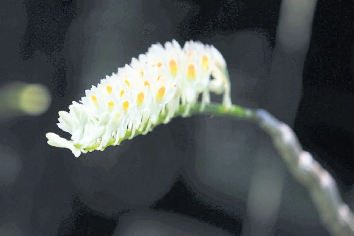 สยายปีกบินท่องโลกดอกไม้ อุทยานกล้วยไม้ เดอะ บลูมส์ ราชบุรี