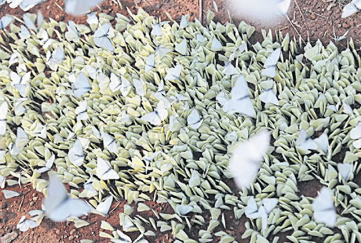 ชมผีเสื้อบ้านมุง มหัศจรรย์ธรรมชาติเมืองสองแคว