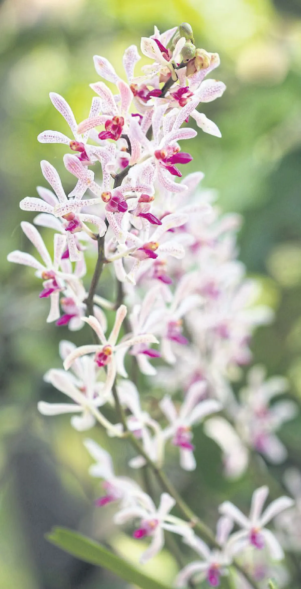 สยายปีกบินท่องโลกดอกไม้ อุทยานกล้วยไม้ เดอะ บลูมส์ ราชบุรี