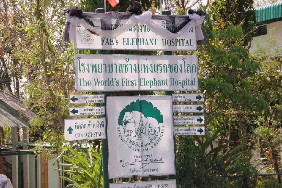 "เสียใจที่บางคนไม่รู้ว่ามูลนิธิคืออะไร" โซไรดา ซาลวาลา ผู้ก่อตั้งมูลนิธิเพื่อนช้าง