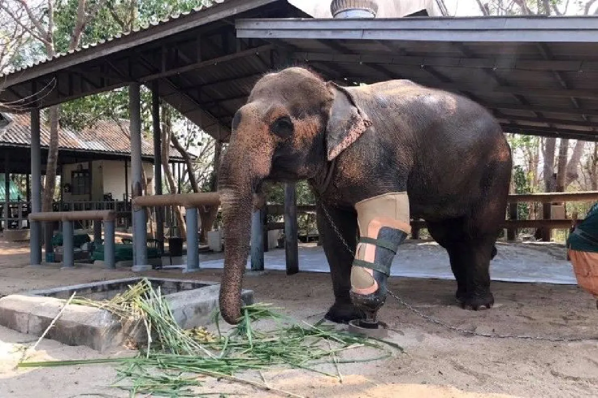 "เสียใจที่บางคนไม่รู้ว่ามูลนิธิคืออะไร" โซไรดา ซาลวาลา ผู้ก่อตั้งมูลนิธิเพื่อนช้าง