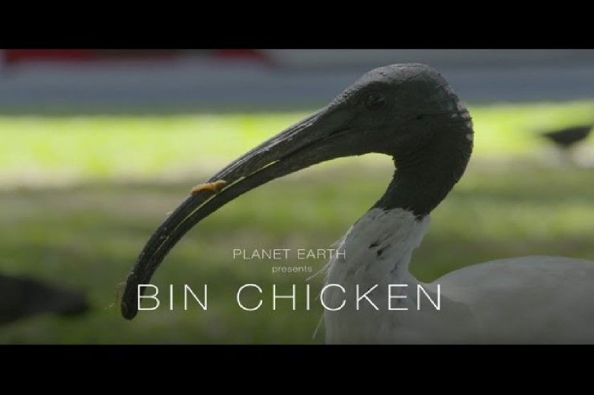 สารคดีล้อเลียน Planet Earth ช่วยตอกย้ำปัญหาที่ชาวออสเตรเลียมองข้าม สารคดีล้อเลียน Planet Earth ช่วยตอกย้ำปัญหาที่ชาวออสเตรเลียมองข้าม